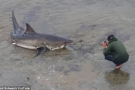 Cá mập trắng mắc kẹt, dân bất chấp nguy hiểm lao xuống chụp ảnh