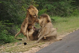 Ba con sư tử lao vào nhau và chúng gào liên tục gào lớn để đe dọa đối phương. (Nguồn: Barcroft Images)