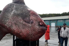 Xác của con cá Mặt Trăng khổng lồ. (Nguồn: sakhalin.Info)