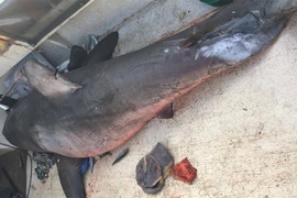 Con cá mập nhảy vào thuyền của ông Selwood. (Nguồn: Marine Rescue NSW)