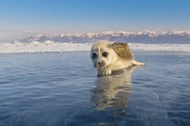 Chú hải cẩu non có bộ lông trắng mịn, đôi mắt lớn tròn vo và vẻ mặt vô cùng thân thiện. (Nguồn: Caters News)