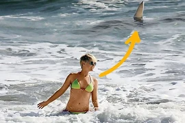 Con cá mập bơi cạnh Gutsche. (Nguồn: CEN)