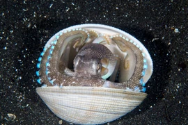 Con bạch tuộc trốn trong một cái vỏ ngao. (Nguồn: Caters News)