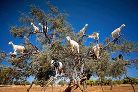 Theo người dân địa phương, những con dê leo lên cây Argan để ăn quả của loài cây này. (Nguồn: Caters News Agency)