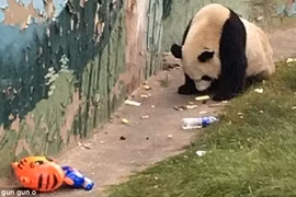 Chú gấu trúc khổng lồ đáng thương. (Nguồn: Weibo)