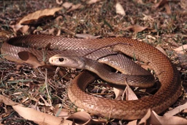 Ảnh minh họa. (Nguồn: UniProt)