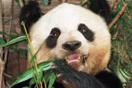 Cô gấu trúc Jia Jia. (Nguồn: AP)