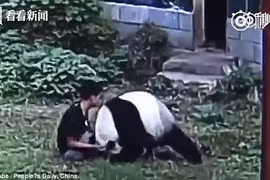 Người đàn ông bị gấu trúc khổng lồ hạ gục vì cố "tỏ ra nguy hiểm"