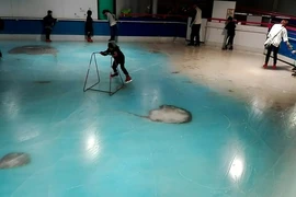 Những con cá đông lạnh nằm dưới mặt băng. (Nguồn: Daily Mail)