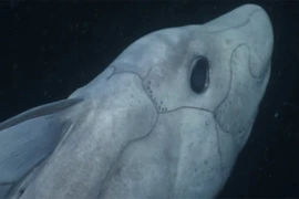 [Video] Những thước phim đặc biệt về loài cá mập vô cùng quý hiếm