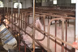 Một trang trại nuôi lợn. (Ảnh: Chu Hiệu/TTXVN)