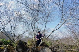 Người dân Sơn La chặt đào cành để bán cho thương lái. (Ảnh: Quang Quyết/TTXVN)