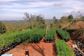 Đối tượng Bùi Văn Huyên bị xác định đã ươm, trồng trái phép hơn 3.000 cây cần sa. ((Ảnh: CTV/TTXVN)