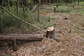 Diện tích rừng cộng đồng liên tục bị phá, lấn chiếm và hình thành các nhà vườn trồng cây nông nghiệp như càphê, bơ, chanh dây... trên đất lâm nghiệp. (Ảnh: TTXVN)