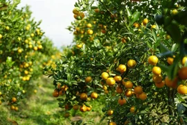 Cây quất cảnh. (Ảnh: Xuân Tư/TTXVN)