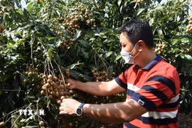 Trái nhãn của hợp tác xã Nông nghiệp và Dịch vụ Nhân Tâm, huyện Xuyên Mộc đã được cấp mã vùng trồng xuất khẩu. (Ảnh: Hoàng Nhị/TTXVN)