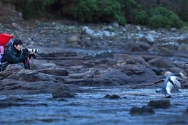 Địu con trên lưng, hai nhiếp ảnh gia chụp ảnh vòng quanh thế giới