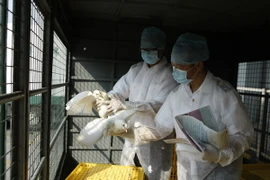Hong Kong phát hiện trường hợp nhiễm cúm gia cầm H7N9 đầu tiên