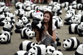 Người Malaysia thỏa sức chụp hình cùng 1.600 chú gấu trúc dễ thương