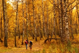 Bạch dương là biểu tượng đặc trưng của nước Nga. (Ảnh: Trần Hiếu/Vietnam+)