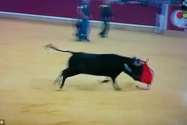 Khán giả bị con bò húc. (Nguồn: Liveleak)