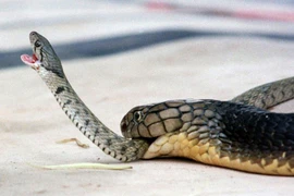 Ảnh minh họa. (Nguồn: Reuters)