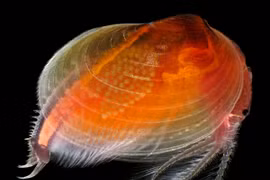 Một con tôm trai. (Nguồn: Nikon Small World 2015)
