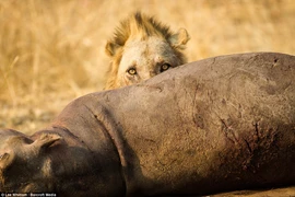 Khi thấy xác của con hà mã trôi trên sông, chú sư tử đã lao tới lôi xác con mồi vào bờ. (Nguồn: Barcroft Media)