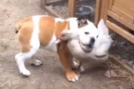 Chú chó quấn lấy con vịt. (Nguồn: Daily Mail)