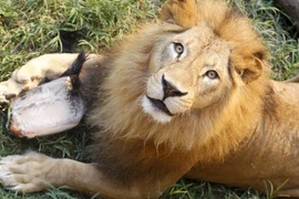 Ảnh minh họa. (Nguồn: Reuters)