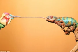 Tắc kè hoa dùng lưỡi để quấn lấy con mồi. (Nguồn: Solent News)