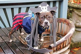 Cướp biển là trang phục được nhiều người chủ lựa chọn. (Nguồn: Demotix)