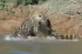 Con cá sấu kháng cự rất quyết liệt nhưng nó không thể thoát nổi hàm răng sắc nhọn của chú báo. (Nguồn: Daily Mail)