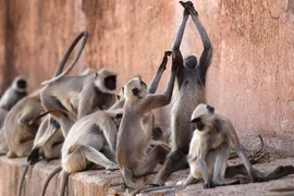 Ảnh minh họa. (Nguồn: Getty)