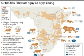 [Infographics] Tốc độ giảm đáng báo động của sư tử châu Phi
