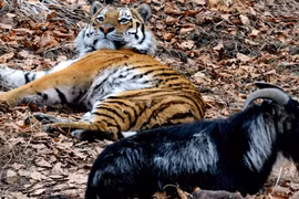 Chú hổ Amur rất quan tâm tới Timur. (Nguồn: Sputnik)