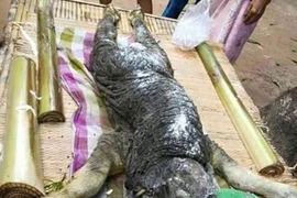 Sinh vật có vẻ ngoài kỳ dị. (Nguồn: Daily Mail)