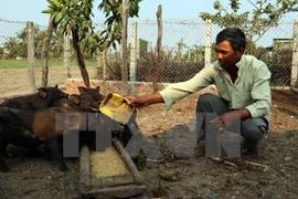 (Ảnh minh họa: Lê Huy Hải/TTXVN)