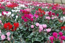 "Hoa hi-tech" khoe sắc Xuân trên “thành phố tình yêu”