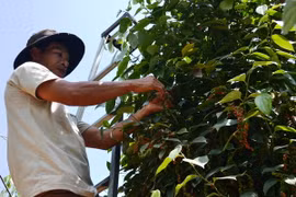 Ảnh chỉ có tính minh họa. (Ảnh: Công Phong/TTXVN)
