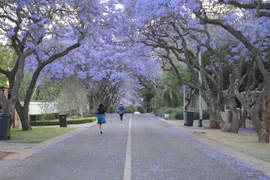 [Photo] Pretoria khoác lên mình "tấm áo" rực rỡ mùa "tuyết tím"