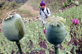 [Infographics] Tình trạng trồng thuốc phiện tại "tam giác Vàng"