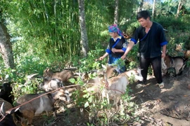 Chuyện về “hợp tác xã” nuôi dê của người H'Mông trên đỉnh núi