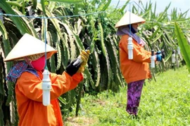 Người trồng thanh long ở Bình Thuận thay đèn sợi đốt bằng đèn compact để giảm giá thành và tiết kiệm điện. (Ảnh: Nguyễn Thanh/TTXVN)