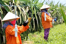 Người trồng thanh long ở Bình Thuận thay đèn sợi đốt bằng đèn compact để giảm giá thành và tiết kiệm điện. (Ảnh: Nguyễn Thanh/TTXVN)