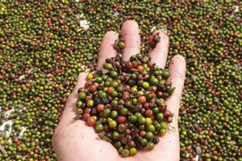 Giá hồ tiêu đang ở mức thấp nhất trong nhiều năm trở lại đây. (Ảnh: Hưng Thịnh/TTXVN)