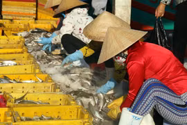 Công nhân phân loại cá ở cảng cá Tắc Cậu, Châu Thành. (Ảnh: Lê Sen/TTXVN)