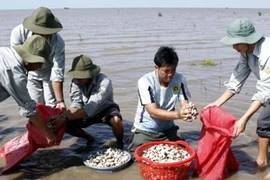 Thu hoạch nghêu thịt ở hợp tác xã Rạng Đông. (Ảnh: Hoàng Hải/TTXVN)