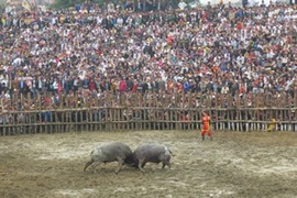 Lễ hội năm nay thu hút 28 "chiến ngưu" tham gia (Ảnh: PV/Vietnam+)