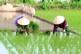 (Ảnh minh họa: Phạm Kiên/TTXVN)